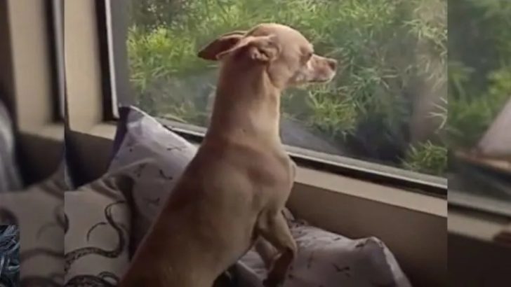 Hund flieht aus neuem Zuhause, um seine Pflegemutter wiederzusehen
