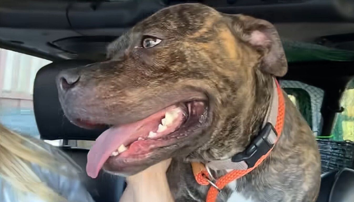 Hund genießt die Autofahrt