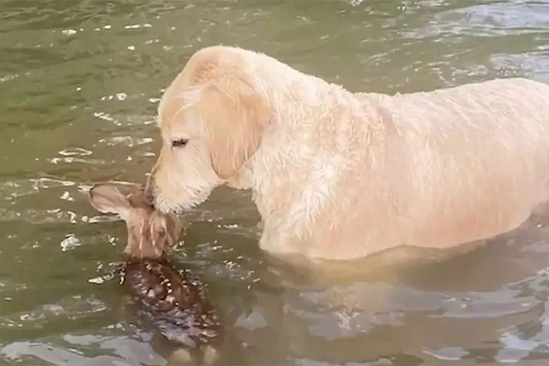 Hund hilft Rehkitz aus dem See