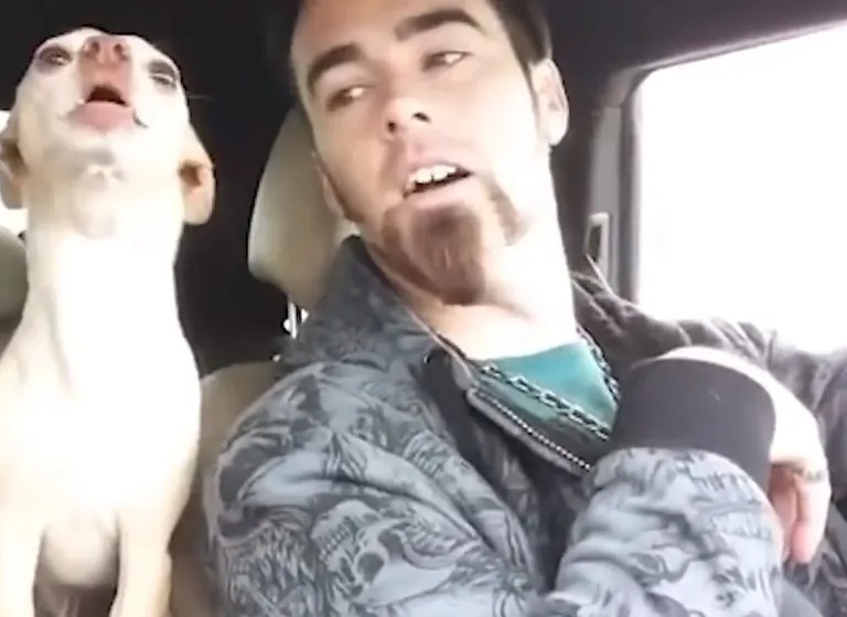 Hund im Auto mit seinem Besitzer