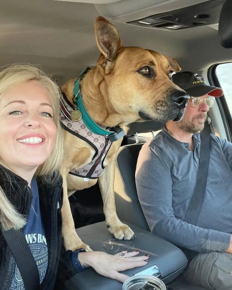 Hund im Auto mit seinen Besitzern