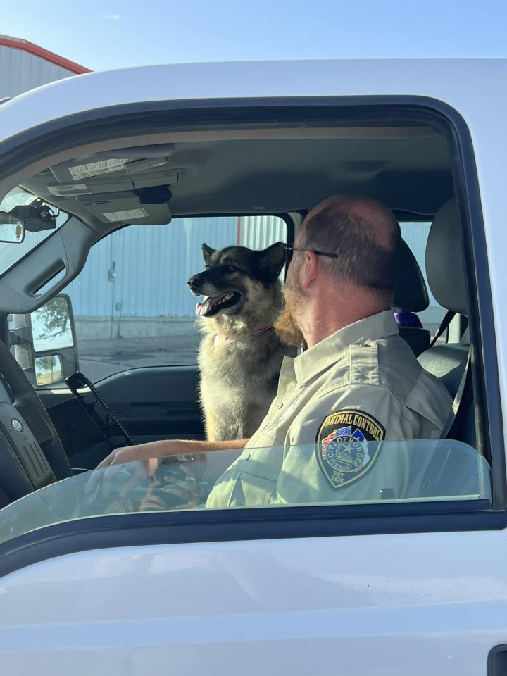 Hund im Polizeiauto