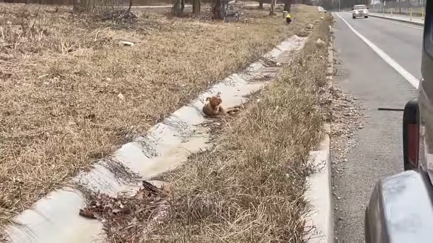 Hund im Straßengraben