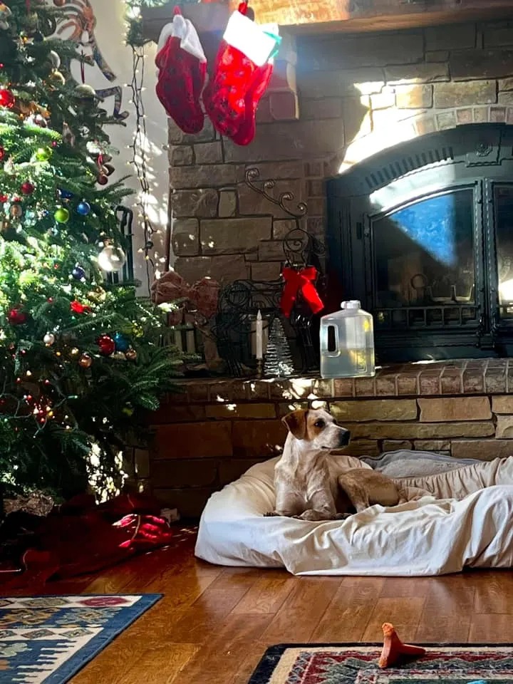 Hund im neuen Heim an Weihnachten