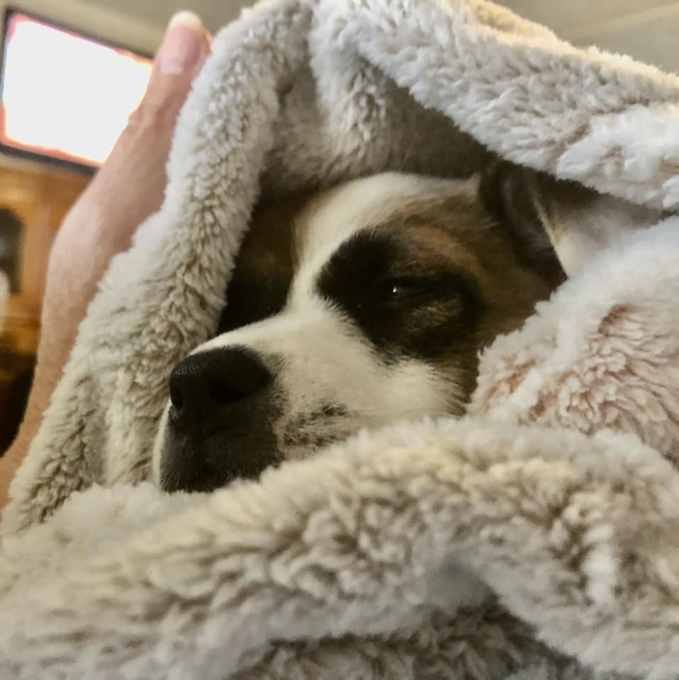 Hund in eine Decke gewickelt