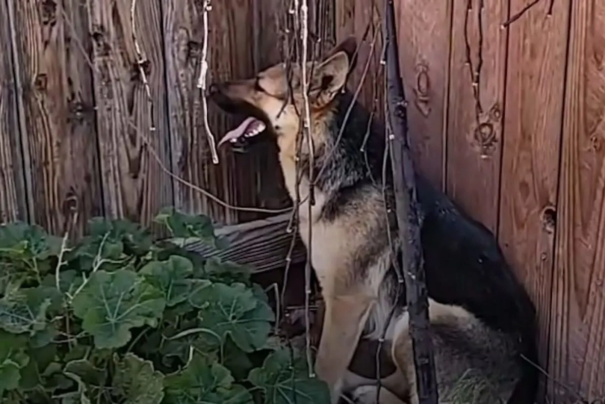 Hund in einer Gartenecke