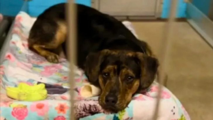 Hund kann seine Traurigkeit nicht verbergen, nachdem seine Adoptivfamilie ihn ins Tierheim zurückgebracht hat