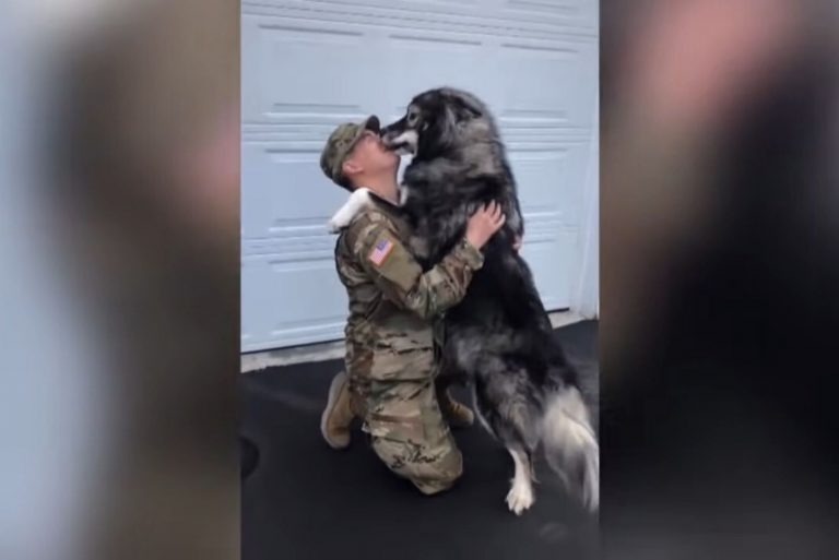 Hund leckt einem Soldaten das Gesicht