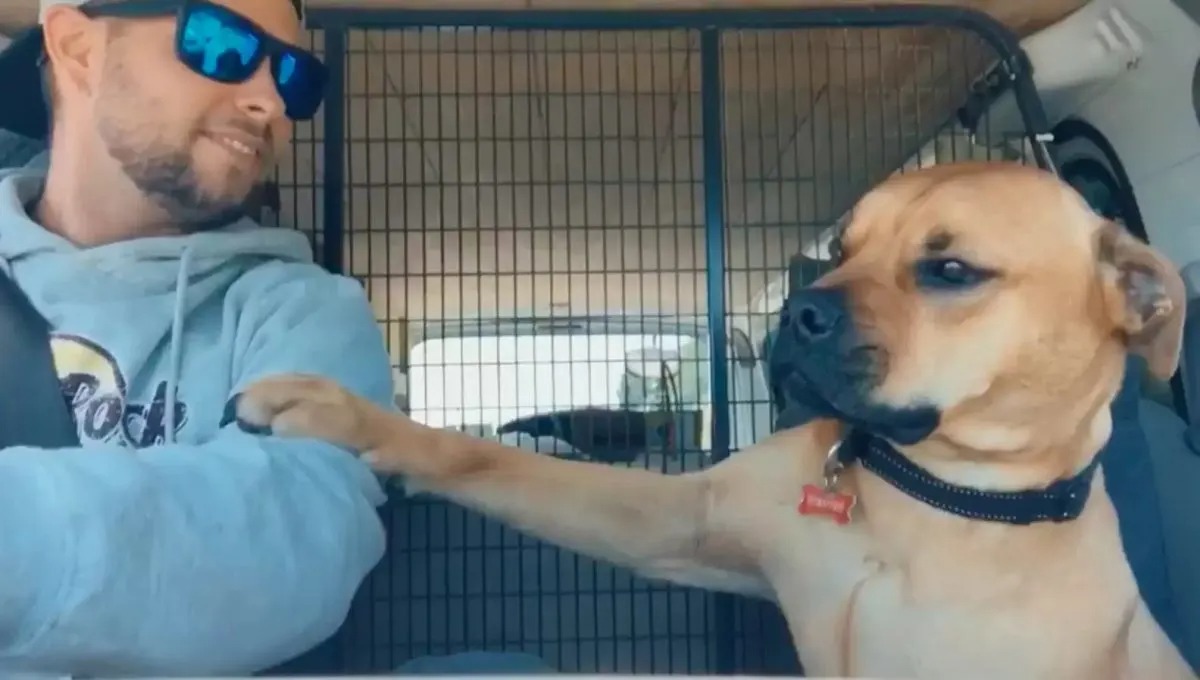 Hund legt die Pfote auf dem Arm seines Besitzers