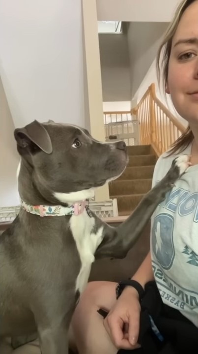 Hund legt die Pfote auf seine neue Besitzerin