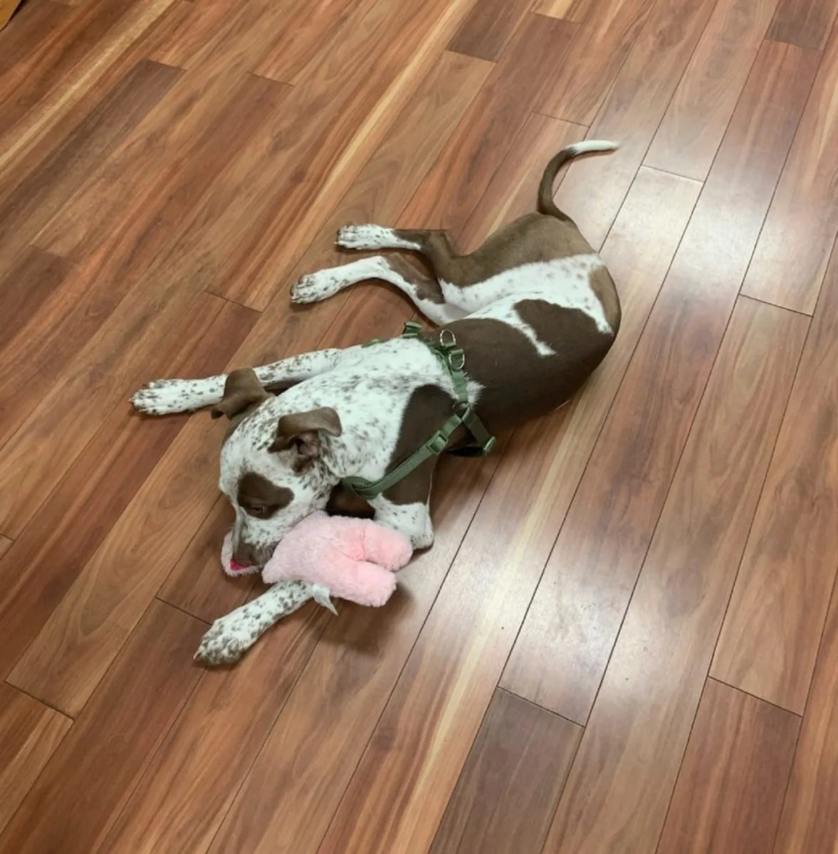 Hund liegt auf dem Boden mit Spielzeug