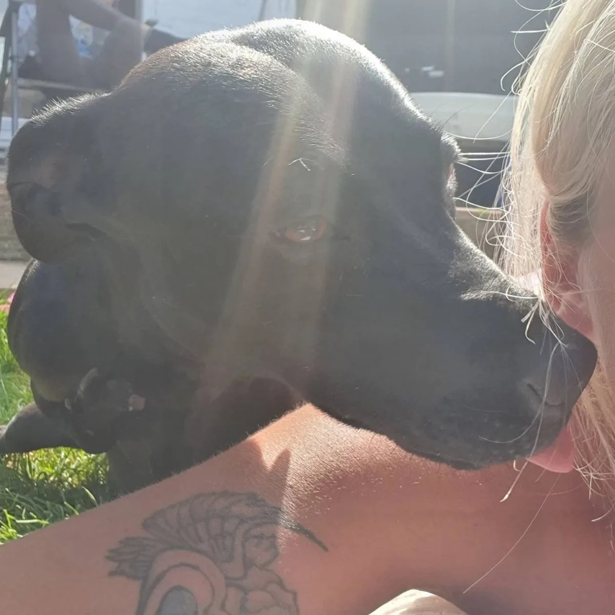 Hund liegt in der Sonne mit seiner Besitzerin