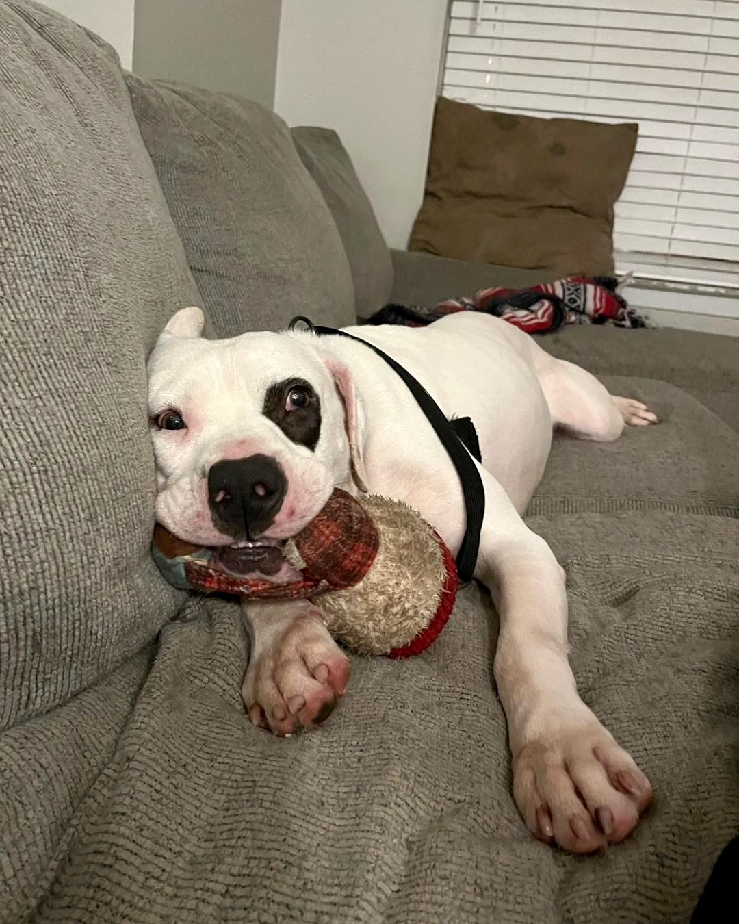 Hund liegt mit Spielzeug im Maul auf dem Sofa