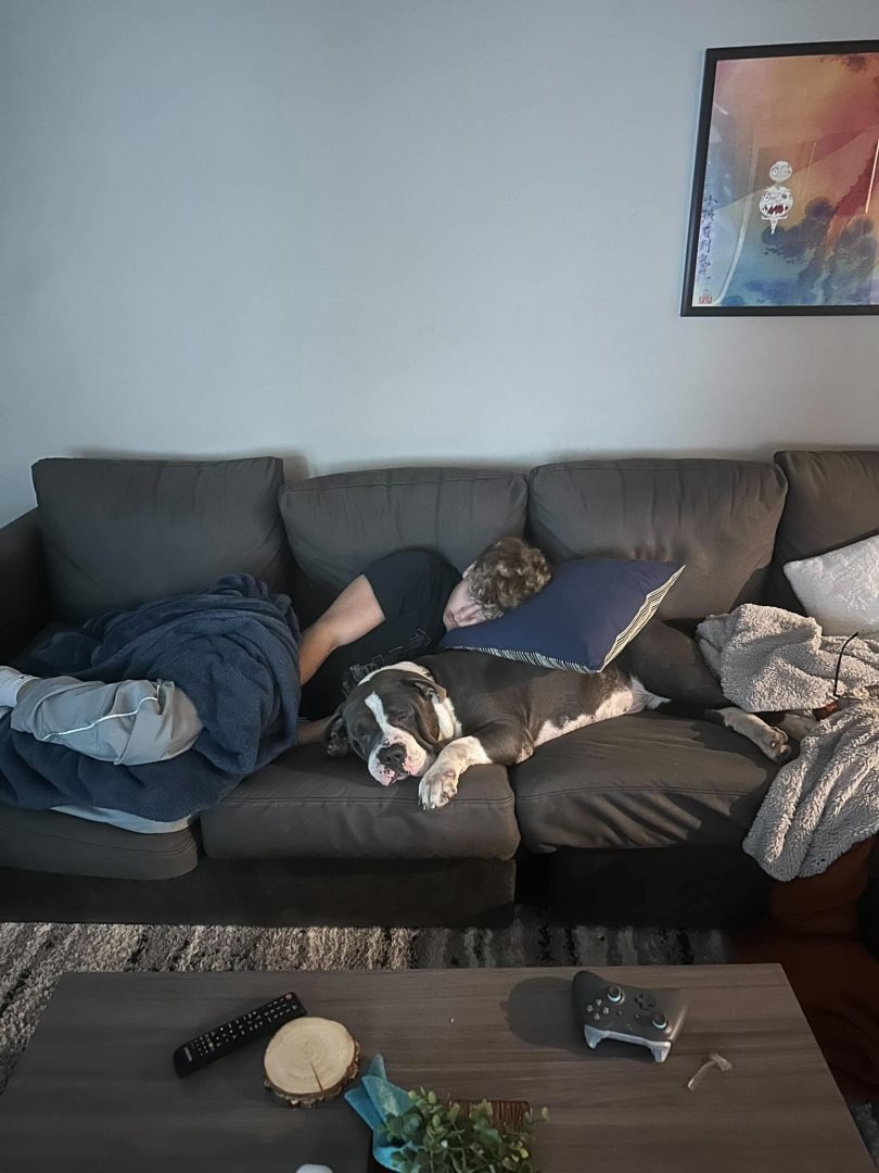 Hund macht ein Nickerchen auf dem Sofa mit Besitzer