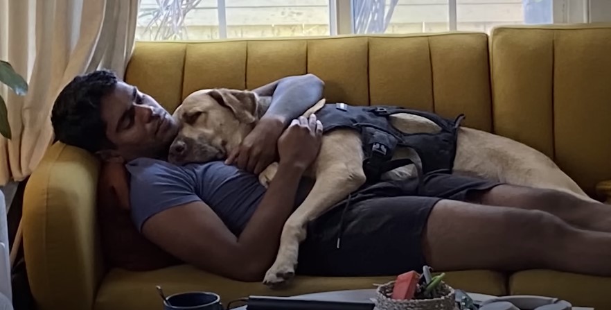 Hund mit Besitzer auf dem Sofa