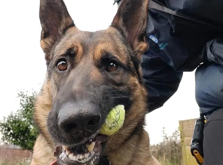 Hund mit Tennisball im Maul