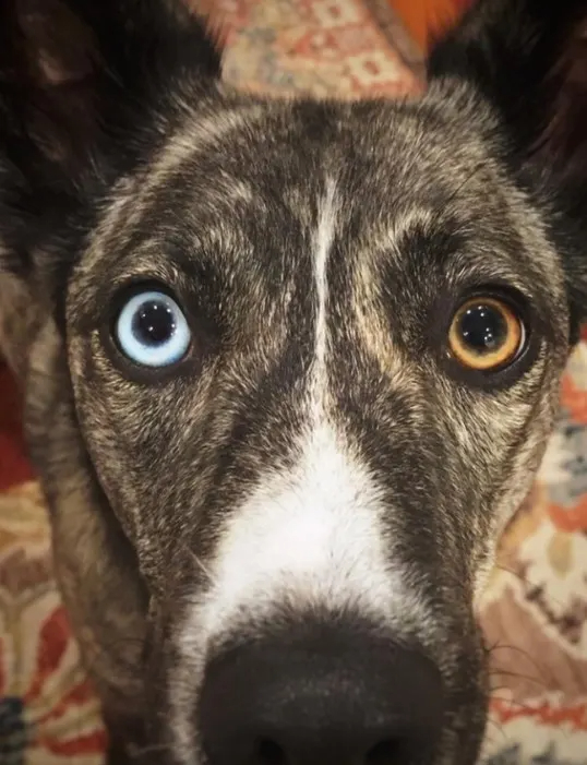 Hund mit einem braunen und einem blauen Auge