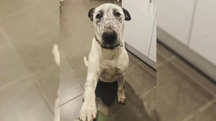 Hund mit gebrochenem Herzen, der von zwei Familien abgelehnt wurde, hofft, doch noch ein liebevolles Zuhause zu finden