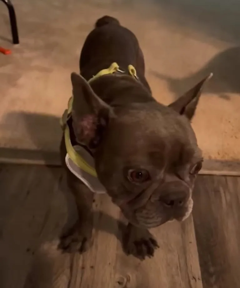 Hund mit grau-gruenem Halsband