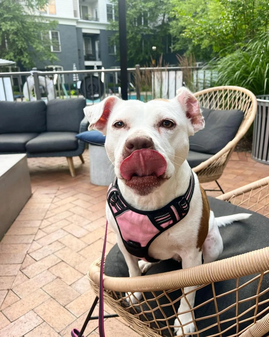Hund mit rosa Halsband sitzt auf Gartenstuhl