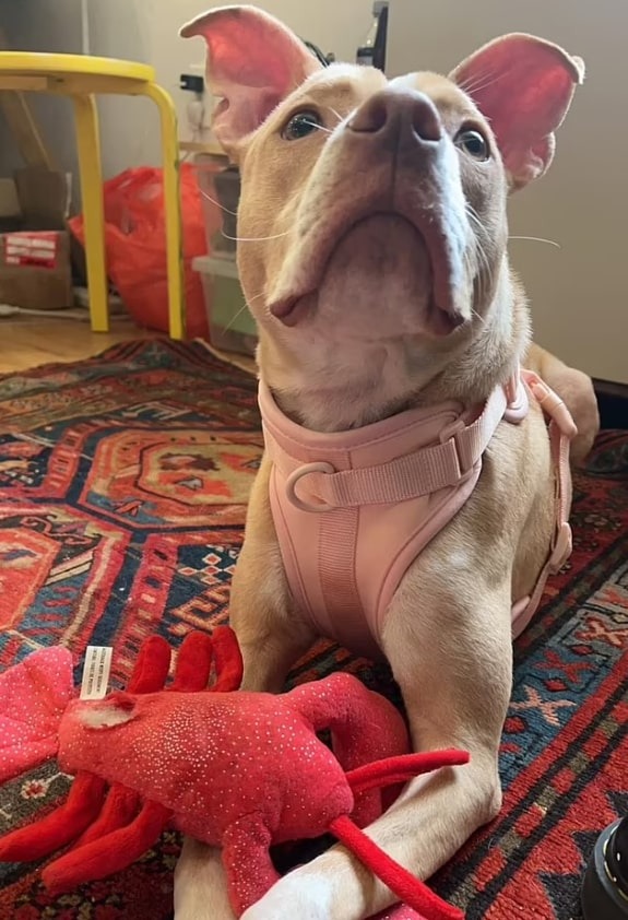 Hund mit rosa Halsband