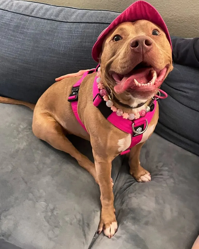 Hund mit rosa Kappe und rosa Hundegeschirr