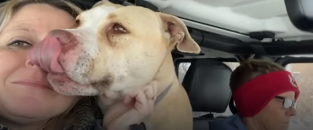 Hund mit seinem Retter im Auto