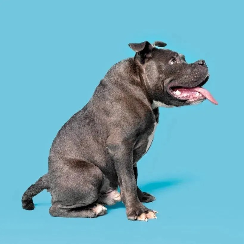 Hund mit seltenem Syndrom der Wirbelsaeule
