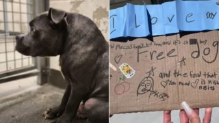 Schwarzer Hund wird vor Tierheim abgesetzt mit Notiz