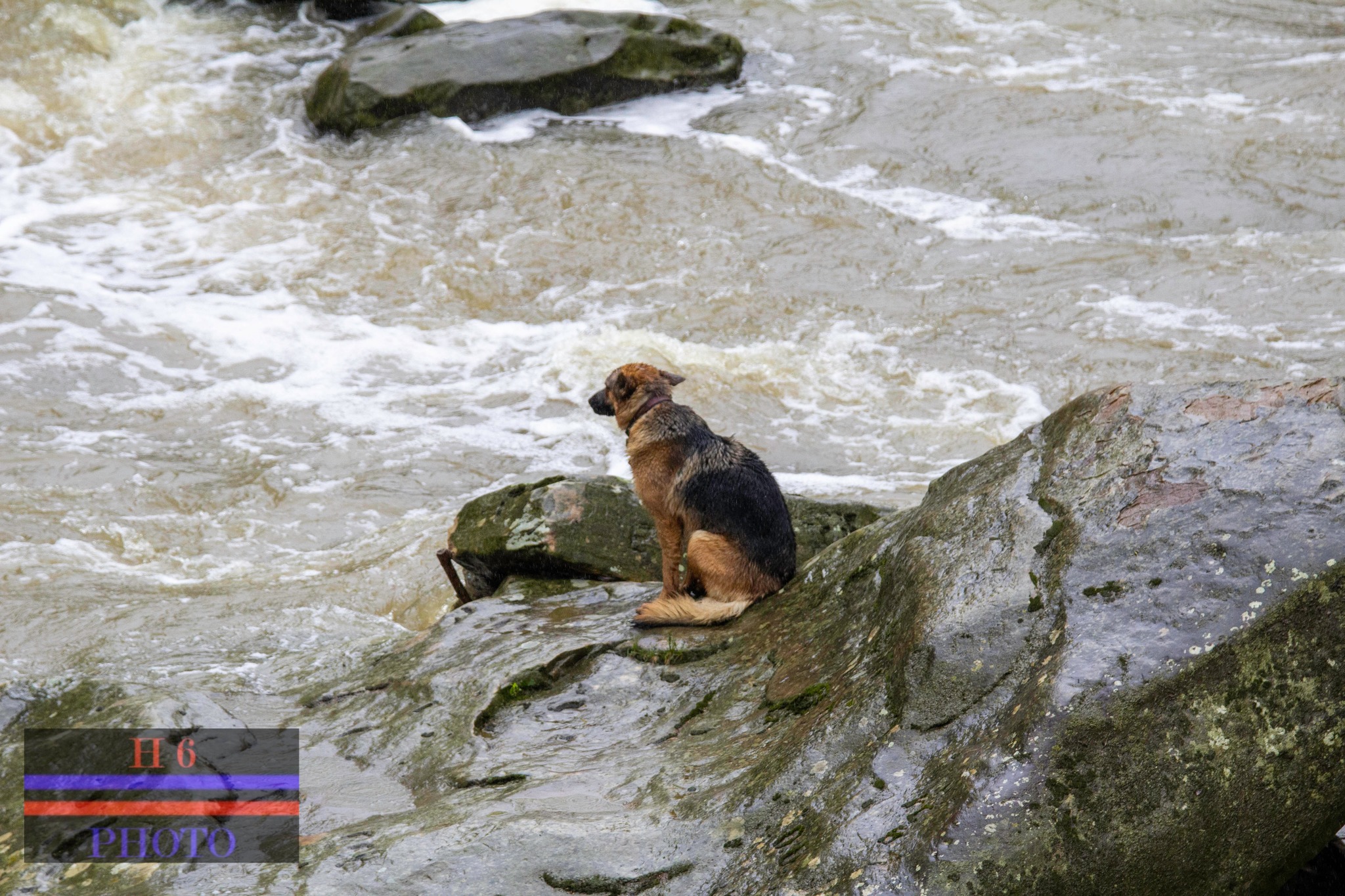 Hund mitten im Fluss auf einem Felsen gestrandet