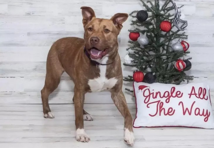 Hund posiert neben einem Weihnachtsbaum