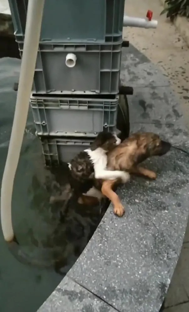 Hund rettet erfolgreich eine Katze aus dem Wasser