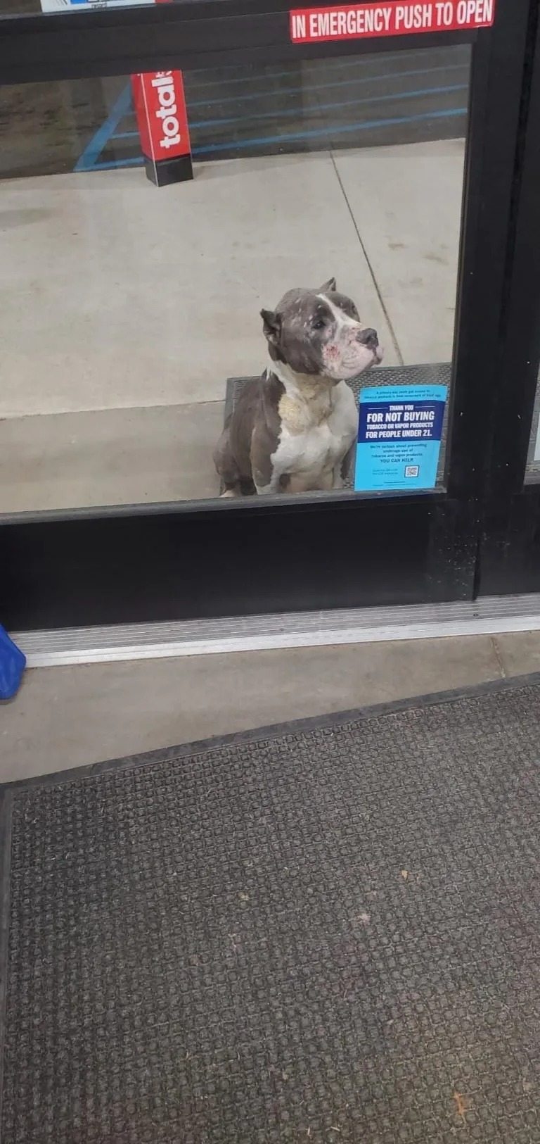 Hund sitzt geduldig vor dem Laden und wartet auf Hilfe
