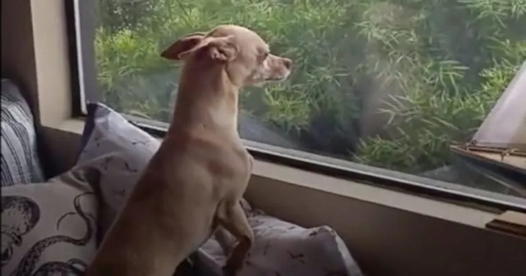 Hund sitzt traurig am Fenster