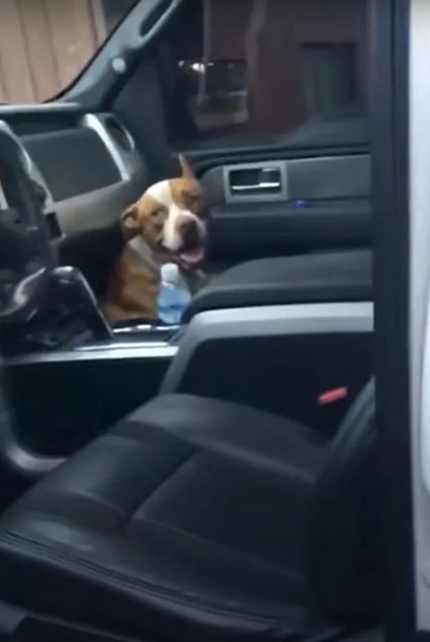 Hund sitzt unter dem Beifahrersitz
