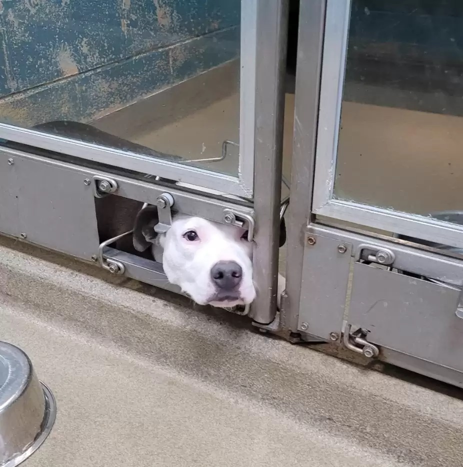 Hund späht durch die Tür