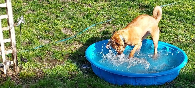 Hund spielt im Pool
