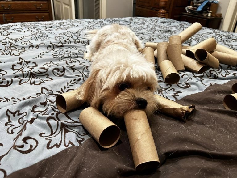 Hund spielt mit Papierrollen