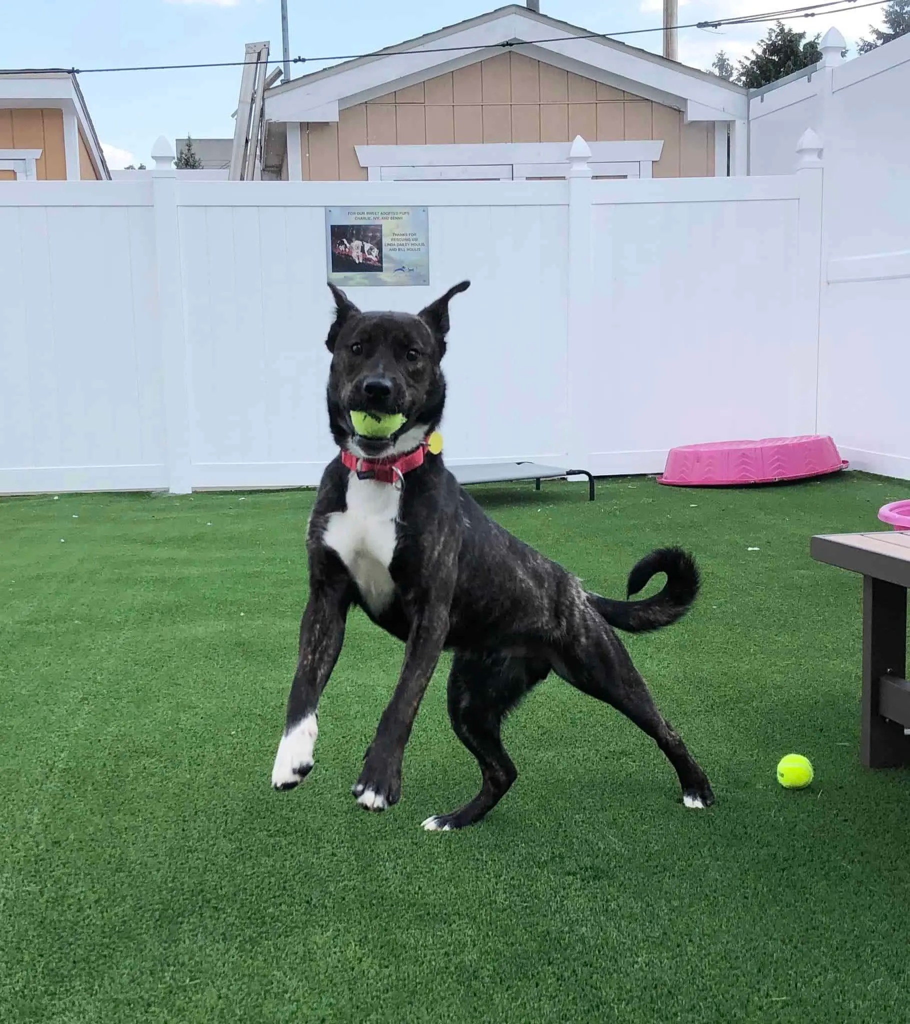 Hund spielt mit einem Ball