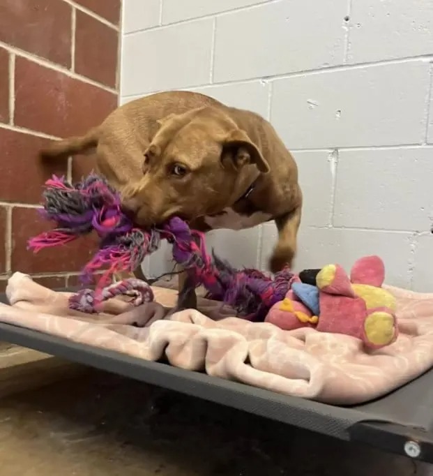 Hund spielt mit seinem Spielzeug