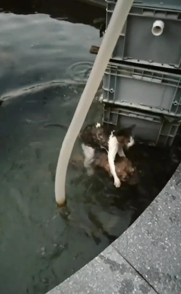 Hund springt ins Wasser, um eine Katze zu retten