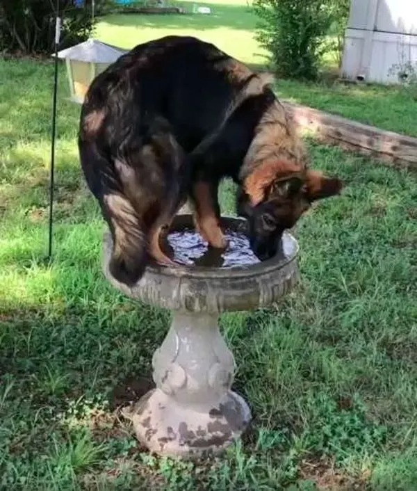 Hund trinkt Wasser von einem Vogelteich