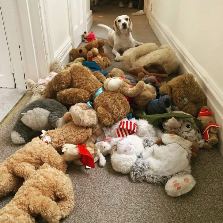 Hund umgeben mit viel Spielzeug