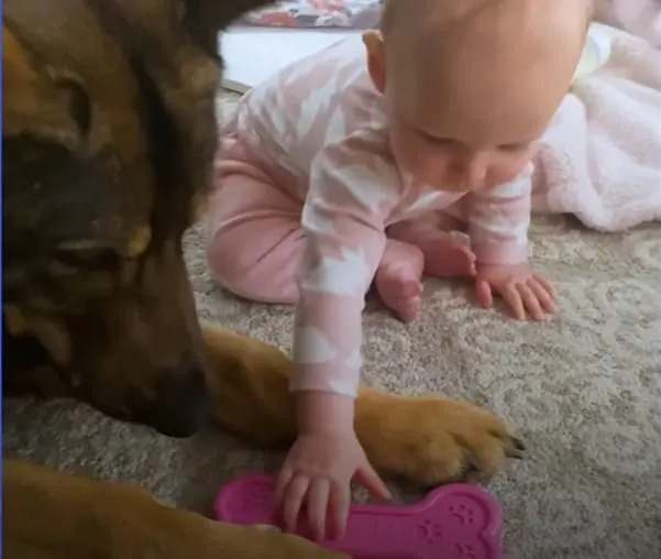 Hund und Baby spielen mit Spielzeug