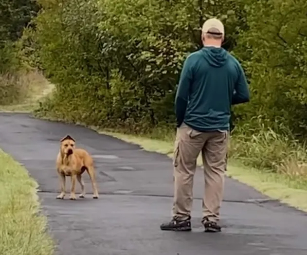 Hund und Mann auf der Straße