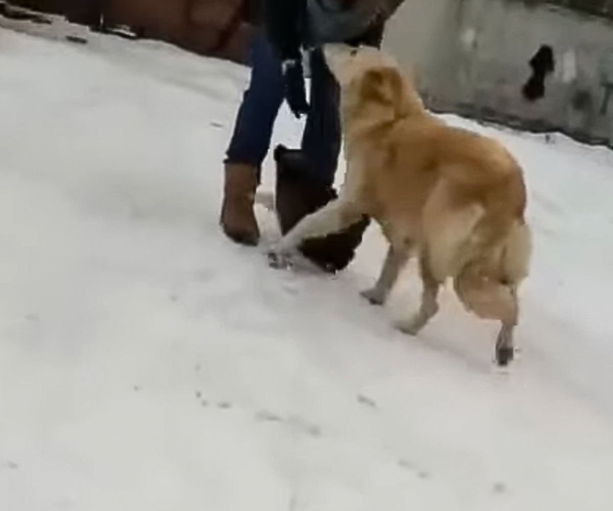 Hund und Mensch im Schnee