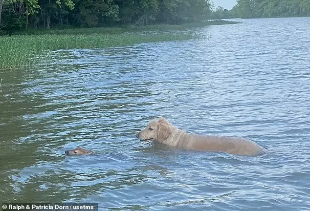Hund und Rehkitz schwimmen im See