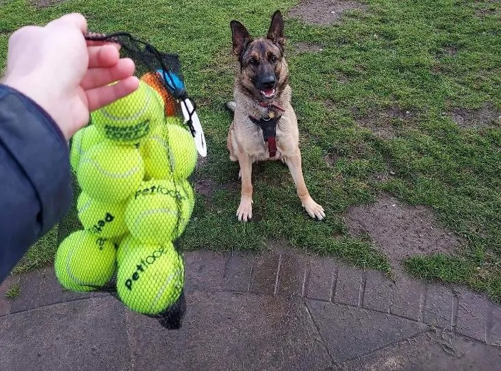 Hund und ein Sack voller Tennisbaelle