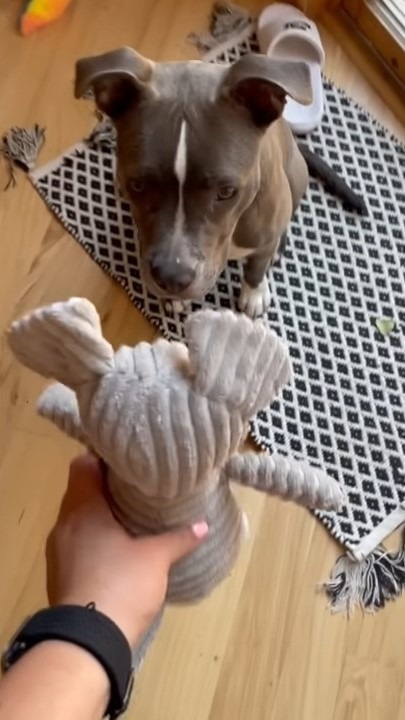 Hund und sein Spielzeug