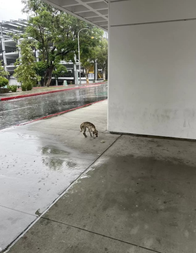 Hund vor einem Krankenhaus